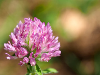 ムラサキツメクサの花のクローズアップ