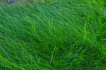 green grass in summer for background, juicy green color, young grass