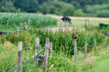 Common buzzard resting on a pole with fields in the background