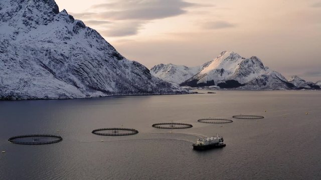 Salmon fish farm in Norway sea. Food industry, traditional craft production, environmental conservation. Aerial view of seafood business with round mesh for growing and catching fish in arctic water
