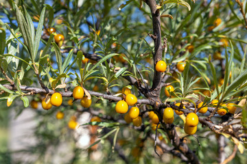 Close up of Hippophae rhamnoides female plants with fruit berries