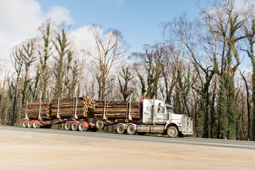 Australian bushfires aftermath: a truck with burned pines logs which was badly damaged by severe bushfires and nedd to cut down