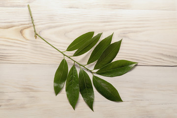 Branch of fresh laurel leaves on wood table background