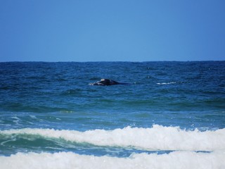 Obraz premium Whalewatching