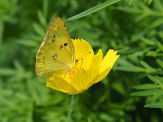 黄色い花と蝶のクローズアップ