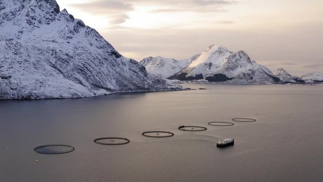 Salmon fish farming in Norway sea. Food industry, traditional craft production, environmental conservation. Aerial view of round mesh for growing fish in arctic water surrounded by fjords in Lofoten
