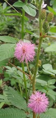 close up of a pink flower