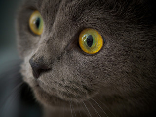 british cat with beautiful eyes