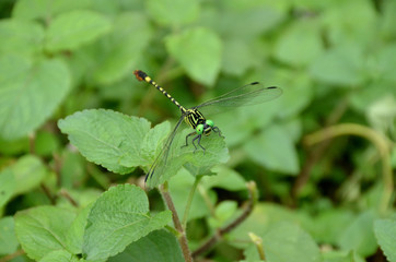the green dragonfly on the grass plant in the forest.