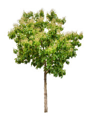 Isolated teak tree with clipping path on white background / die-cut green leaf tree with flower in rainy season plant at road side