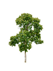 Fototapeta premium Isolated teak tree with clipping path on white background / die-cut green leaf tree with flower in rainy season plant at road side