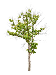 Isolated teak tree with clipping path on white background / die-cut green leaf tree with flower in rainy season plant at road side