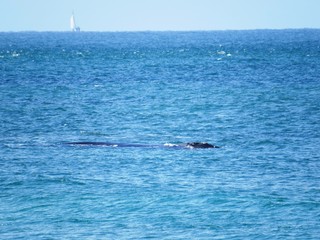 Fototapeta premium Whalewatching