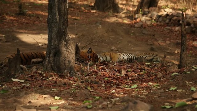 Wild tigers mating in the nature habitat. Tigers mating during the golden light. Wildlife scene with danger animals. Hot summer in India. Dry area with beautiful indian tiger, Panthera tigris
