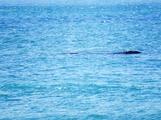 Fototapeta premium Whalewatching