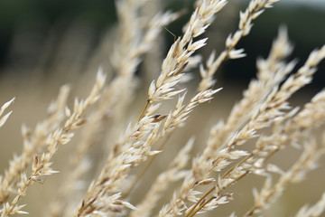 Obraz premium Dry light colored grass stem on a dark blurred background