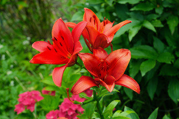 Red lilies in the garden