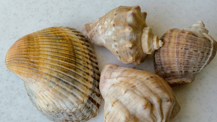 sea shells lie on a white background