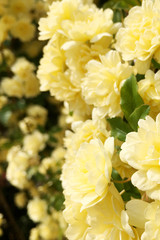 モッコウバラの花 3　縦