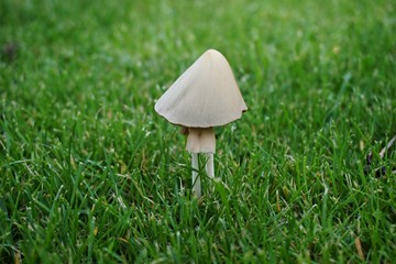 Pilz figürlich auf der grünen Wiese