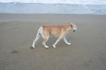 dog walks on the beach