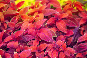 Coleus blumei Wizard Sunset. Red and purple leaves background close up, bright color lush foliage texture. Abstract natural pattern.