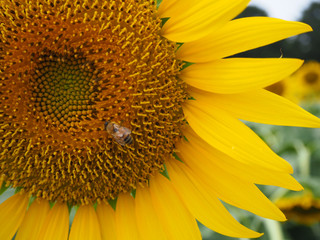 向日葵とミツバチ