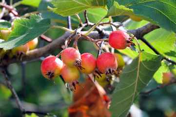 red ripe fruits of paradise apples on the tree in the garden