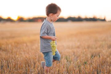 Naklejka na ściany i meble Little cute boy with a large cluster of grapes walks on a wheat field in summer.