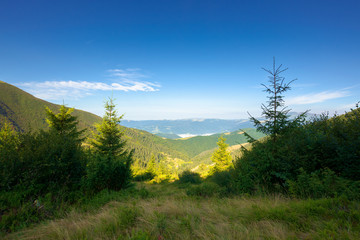 Fototapeta na wymiar fir trees on the mountain meadow. wonderful morning scenery in summer. fog in the distant valley. exploring carpathians concept. blue cloudless sky