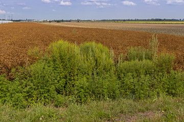 Viele blühende Ragweedpflanzen am Straßenrand.