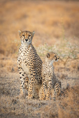 Vertical head on portrait of cheetah mother looking straight at camera sitting next to her cub in Ndutu Tanzania