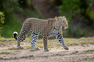 Adult leopard walking with smooth green background and copy space in Masai Mara Kenya