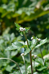 Japanese anemone Koenigin Charlotte