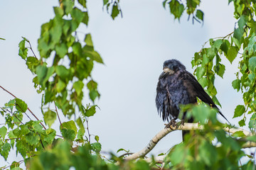 Lonely black crow sits on a birch branch after rain