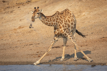 Fototapeta na wymiar Adult giraffe standing at edge of water with front legs apart drinking from dam in Kruger Park South Africa