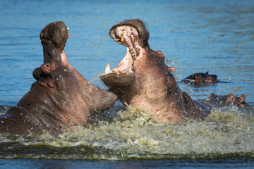 Two young hippo bulls fighting in water splashing on a sunny day in Kruger Park South Africa