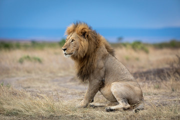 Naklejka na ściany i meble Male lion with a big mane sitting upright side view portrait with blue sky in background in Masai Mara Kenya