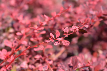 Japanese barberry Harlequin