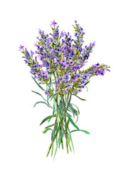 Obraz premium Lavender flowers bouquet. Watercolor floral botanical illustration
