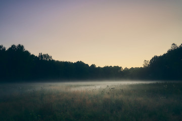 Mist over the meadow