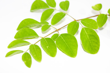 Fototapeta na wymiar Moringa leaf