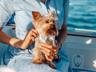 A small dog with a bow tie sits in the arms of a young woman.