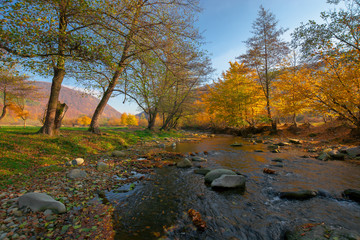 Naklejka na ściany i meble mountain river among the forest in autumn. sunny morning landscape. rocks in the water stream. cloudless blue sky