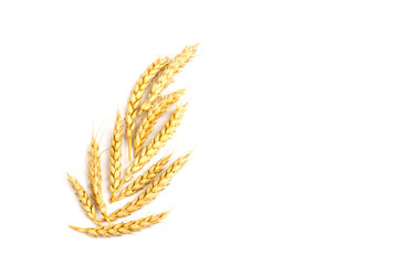 Spikelets of golden wheat,  isolated on white background