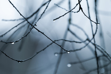 Bare tree branches with water drops, autumn blue