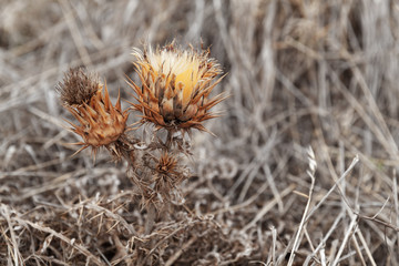 Dry thorny flower, close-up