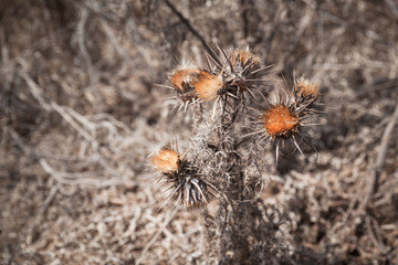 Dry thorny flowers, close-up photo