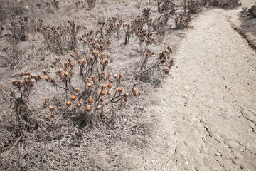 Dry thorny flowers grow along dusty rural road