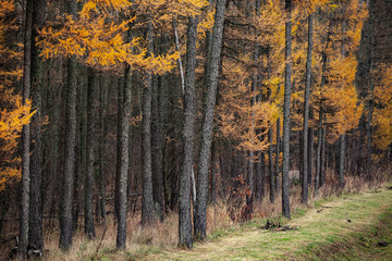 Autumn forest background with larch trees
